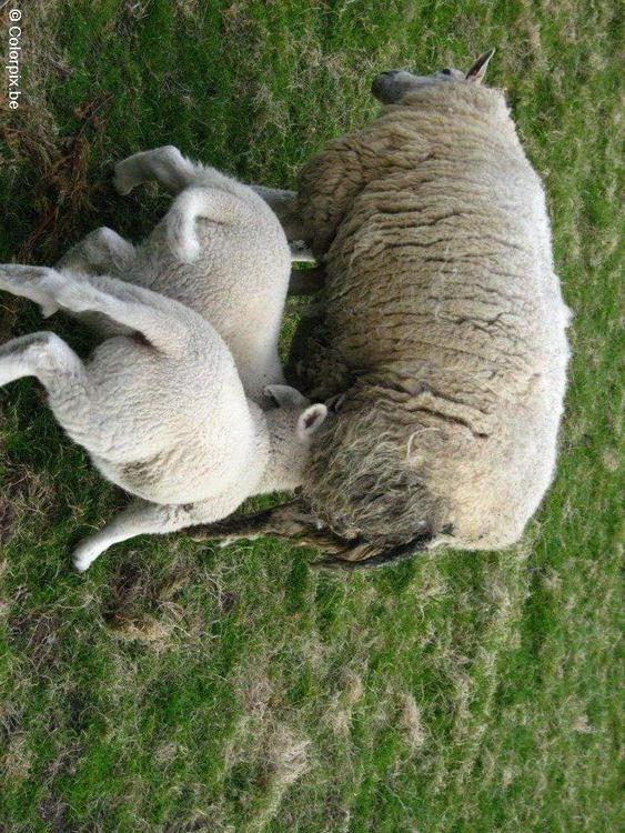 ovelha com cordeiro