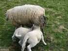 Foto ovelha com cordeiro
