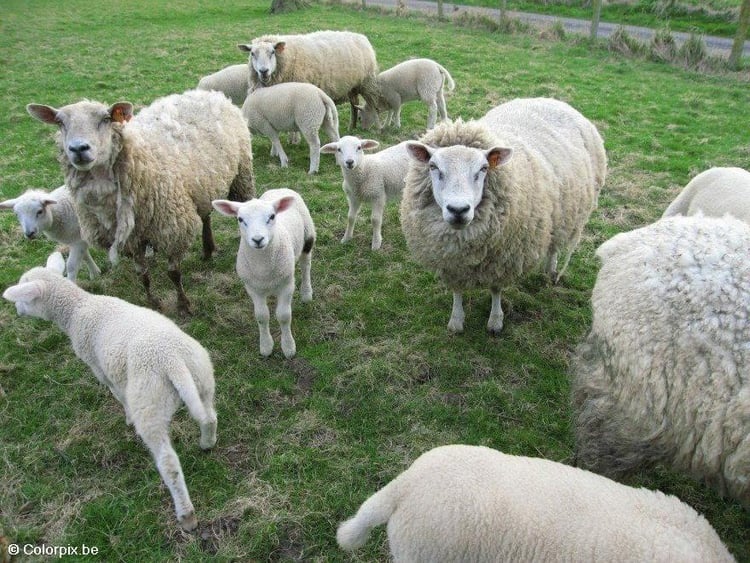 Foto ovelhas com cordeiros