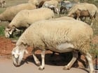 Fotos ovelhas