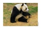 Fotos panda