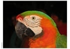Fotos papagaio
