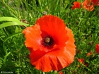 Foto papaver 2