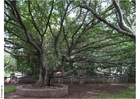 parque do museu de Ghandi em Puna