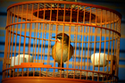 pássaro na gaiola - em cativeiro