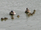 foto pata com patinhos 4