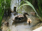 foto pata com patinhos 3