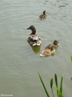foto pata com patinhos 2