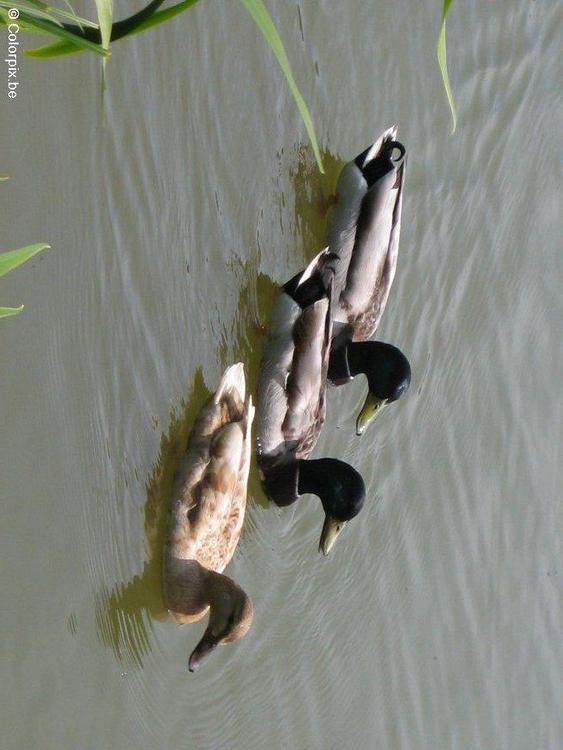 patos selvagens
