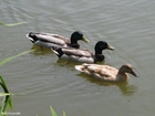 patos selvagens