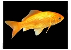 Foto peixe dourado