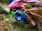 Fotos peixe - Synchiropus splendidus