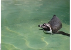 foto pinguim 