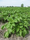 Fotos plantação de batatas