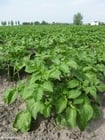 Foto plantaÃ§Ã£o de batatas