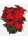 poinsettia