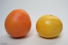 foto pomelos
