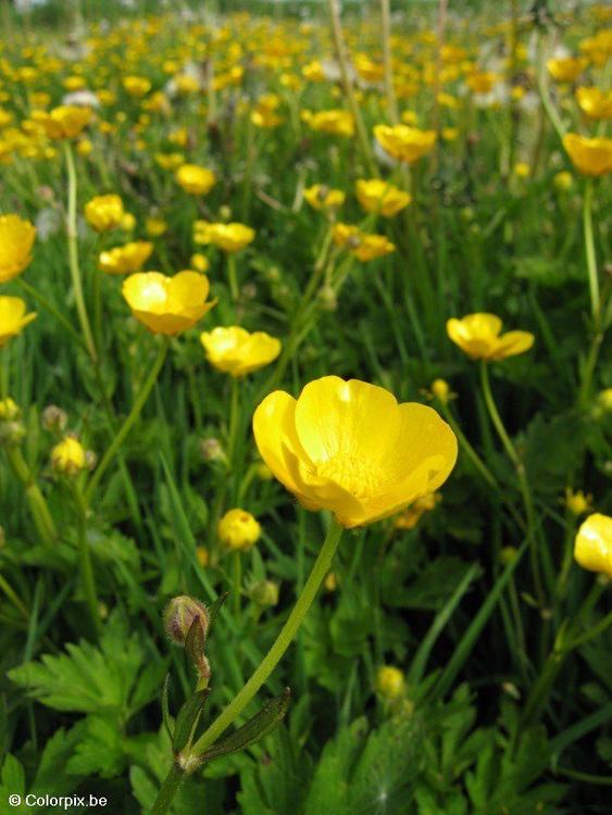 ranunculus 5