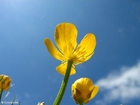 foto ranunculus 4