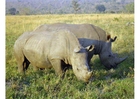 Fotos rinoceronte 