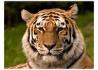 Fotos tigre