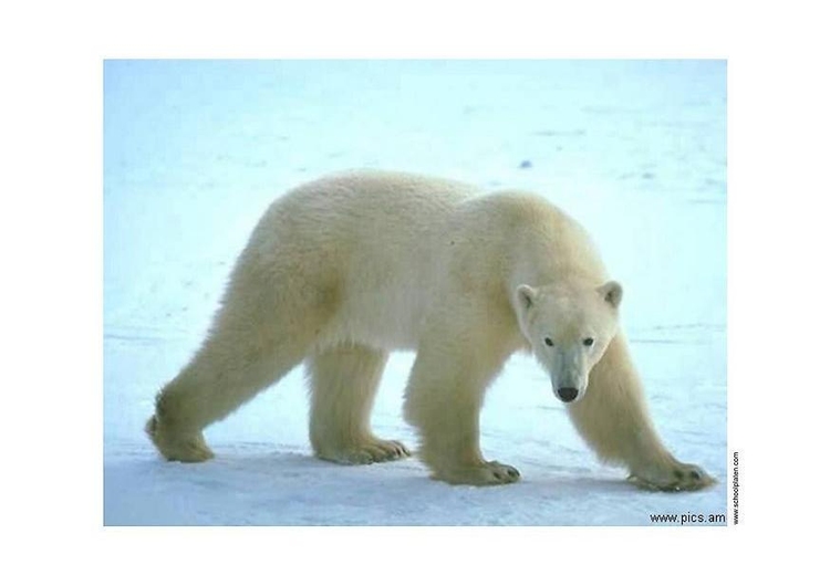 Foto urso polar