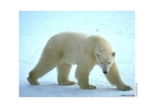 urso polar