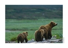 urso