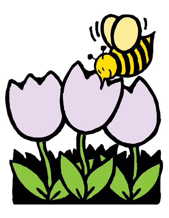 abelha na tulipa 