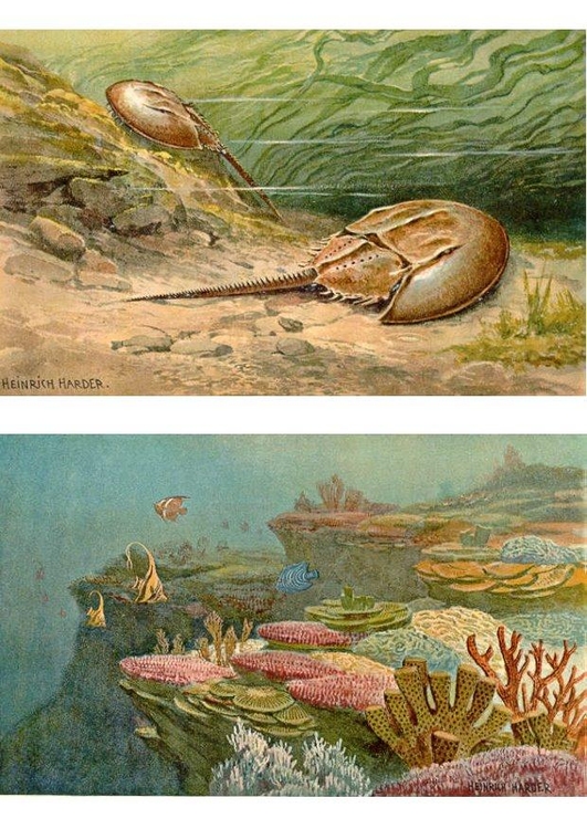 imagem animais marinhos