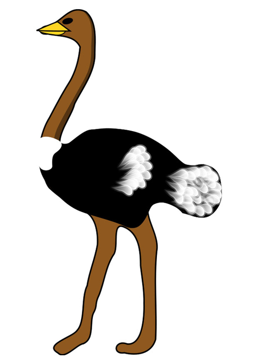 imagem avestruz 