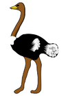 avestruz 