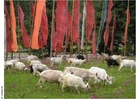 Foto bandeiras de prece