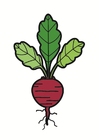 beterraba