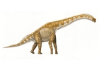 brachiosaurus