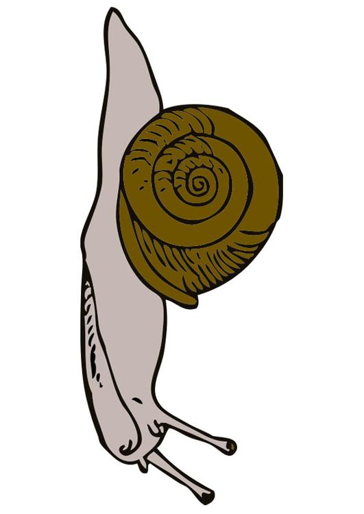 caracol