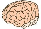 imagem cérebro 