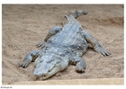 Foto crocodilo