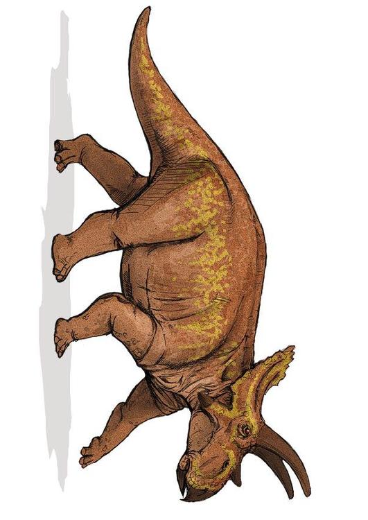 dinossauro anchiceratops