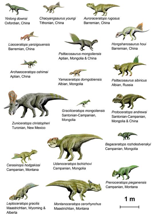 dinossauros (basal ceratopsia)