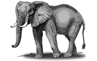 imagem elefante