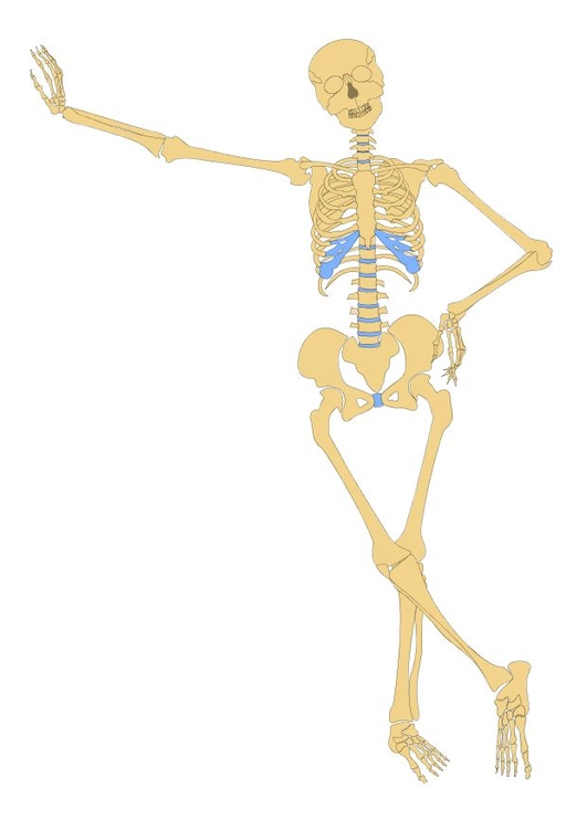 imagem esqueleto