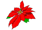 imagem flor-de-natal