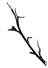 imagem galho de árvore do inverno 
