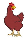 imagem galinha