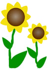 girassóis 