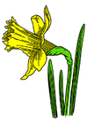 narciso