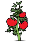 imagem pé de tomate