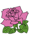 rosa