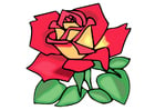 rosa